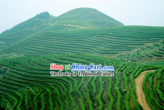 Chinese Zhang Yi Yuan Brand Yin Jian Green Tea